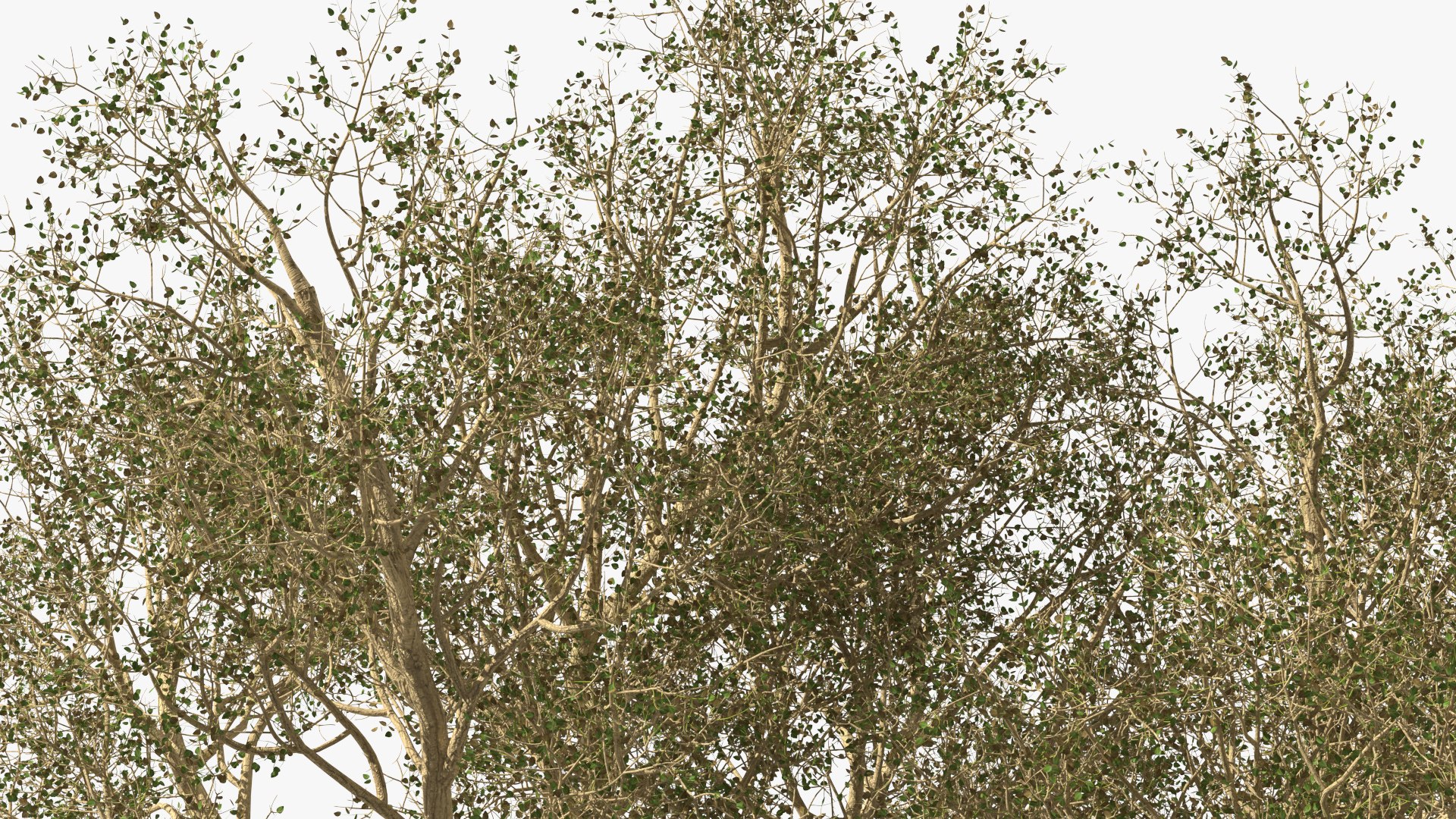 3D Green Tabebuia Avellanedae Tree https://p.turbosquid.com/ts-thumb/mg/ZLjflr/0j/greentabebuiaavellanedaetreevray3dmodel012/jpg/1620092589/1920x1080/fit_q87/4200bd0cf61c34464f88daee99d75b91f796958e/greentabebuiaavellanedaetreevray3dmodel012.jpg