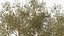 Green Tabebuia Avellanedae Tree