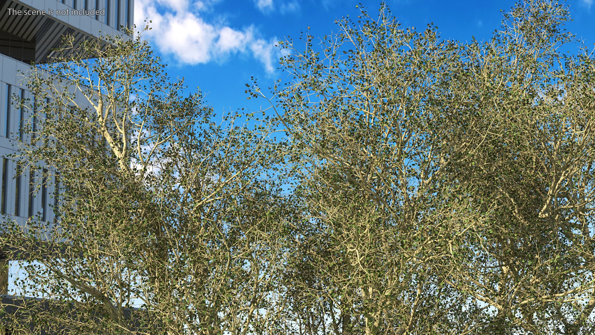 3D Green Tabebuia Avellanedae Tree https://p.turbosquid.com/ts-thumb/mg/ZLjflr/3n/greentabebuiaavellanedaetreevray3dmodel004/jpg/1620092538/1920x1080/fit_q87/5db0b11efb08c09618a4782aa300cc54757134a8/greentabebuiaavellanedaetreevray3dmodel004.jpg