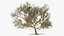 Green Tabebuia Avellanedae Tree