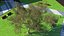 Green Tabebuia Avellanedae Tree