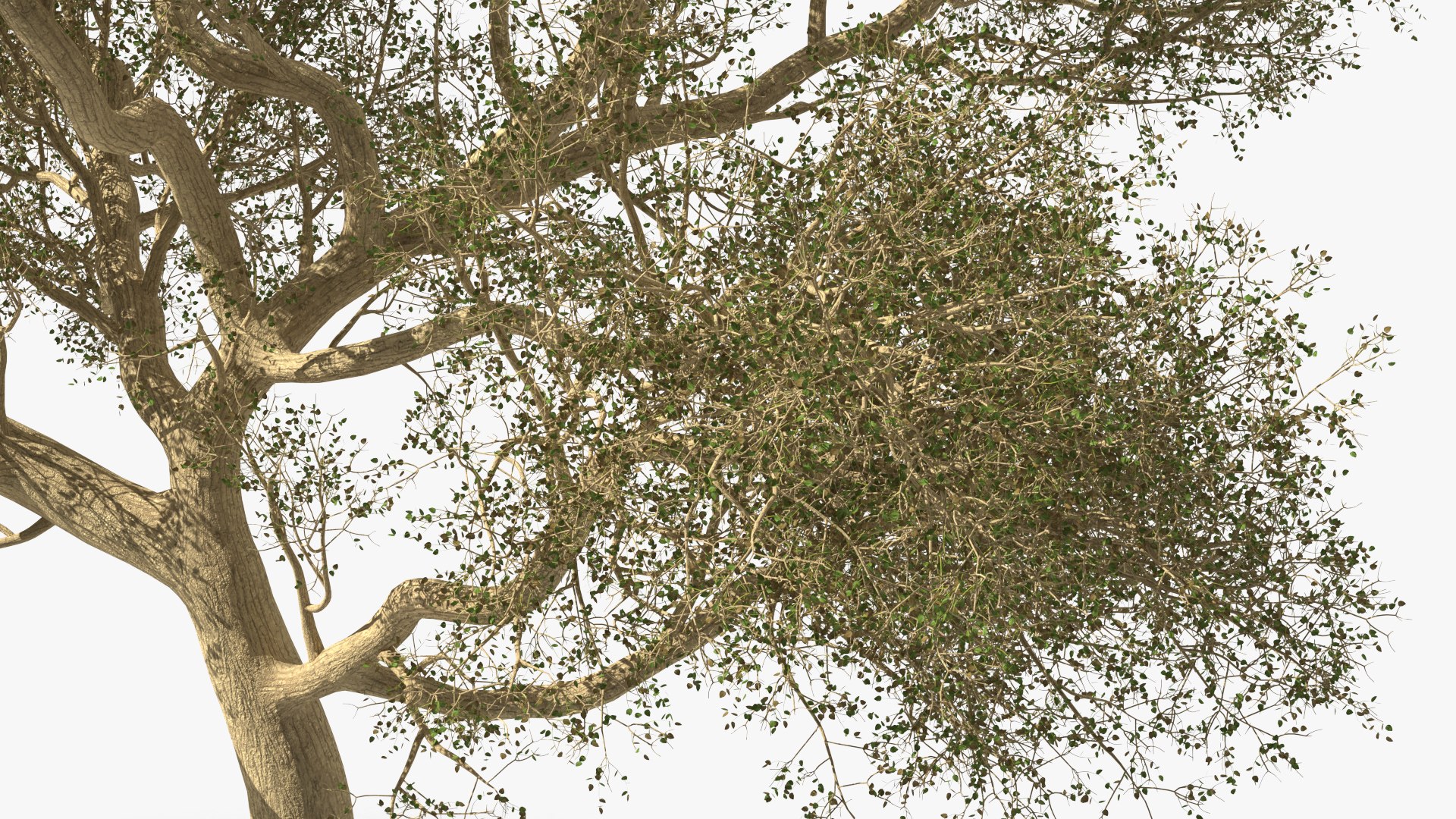 3D Green Tabebuia Avellanedae Tree https://p.turbosquid.com/ts-thumb/mg/ZLjflr/AX/greentabebuiaavellanedaetreevray3dmodel014/jpg/1620092603/1920x1080/fit_q87/0fa8ed4995361e916aa3e879508185970a06c8e3/greentabebuiaavellanedaetreevray3dmodel014.jpg
