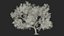 Green Tabebuia Avellanedae Tree