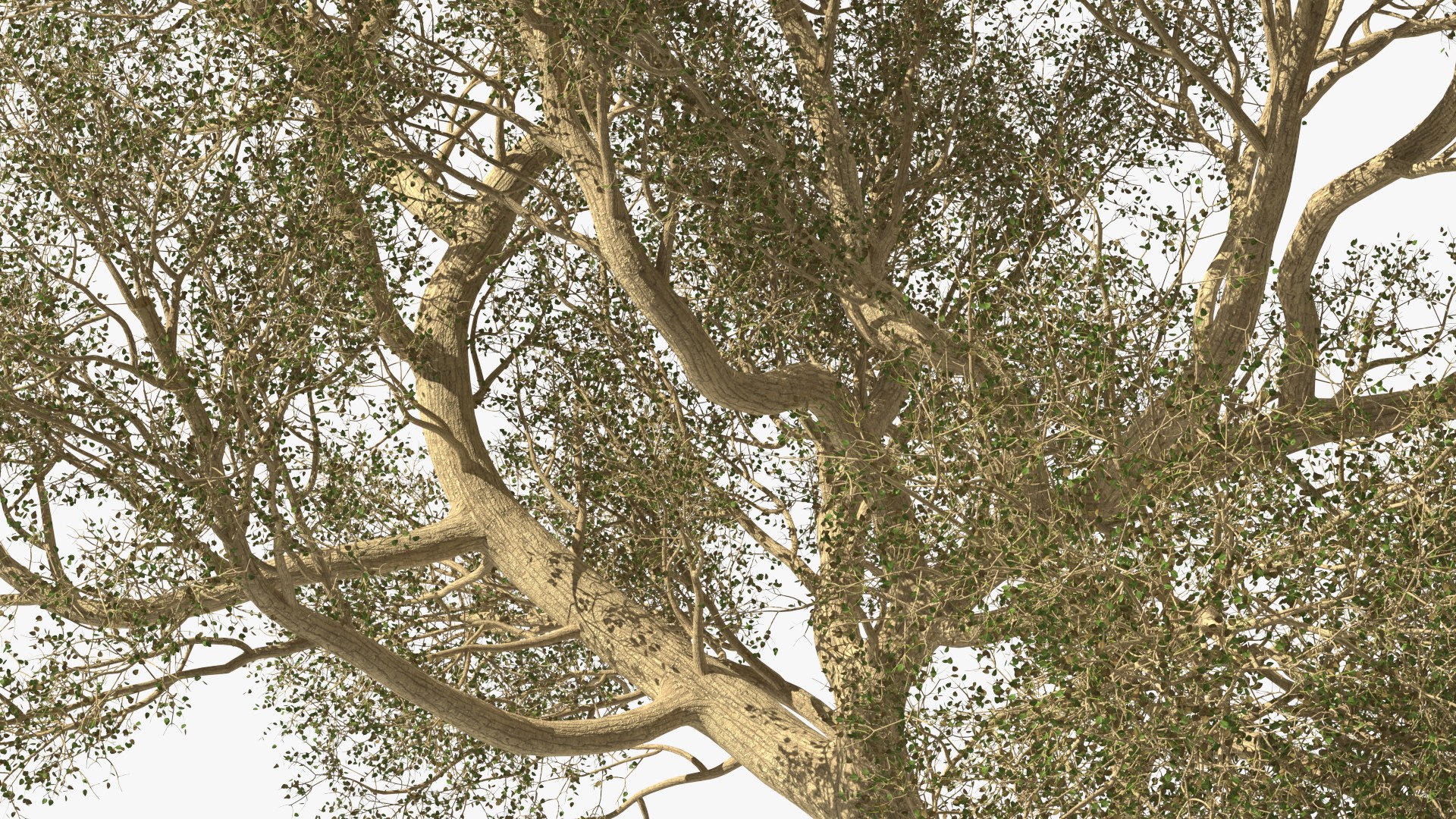 3D Green Tabebuia Avellanedae Tree https://p.turbosquid.com/ts-thumb/mg/ZLjflr/FV/greentabebuiaavellanedaetreevray3dmodel011/jpg/1620092582/1920x1080/fit_q87/c6640eb681b22c999ad66af4b9c761491d95a522/greentabebuiaavellanedaetreevray3dmodel011.jpg