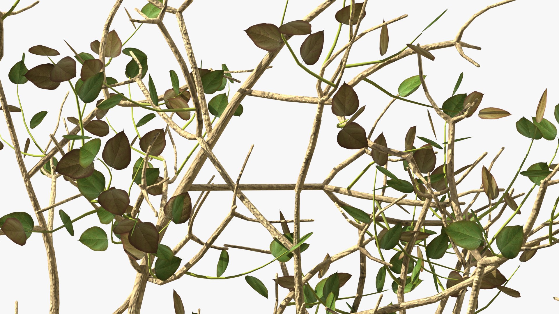 3D Green Tabebuia Avellanedae Tree https://p.turbosquid.com/ts-thumb/mg/ZLjflr/Ho/greentabebuiaavellanedaetreevray3dmodel015/jpg/1620092611/1920x1080/fit_q87/edc9590c7c910e6ccbe13b7b0f02c38fe16406ba/greentabebuiaavellanedaetreevray3dmodel015.jpg
