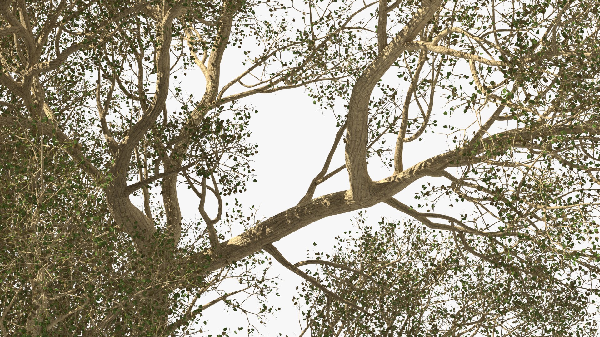 3D Green Tabebuia Avellanedae Tree https://p.turbosquid.com/ts-thumb/mg/ZLjflr/Kc/greentabebuiaavellanedaetreevray3dmodel013/jpg/1620092596/1920x1080/fit_q87/96abb00ef546a7d5a0e189e190582b0ff905eb04/greentabebuiaavellanedaetreevray3dmodel013.jpg