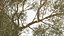 Green Tabebuia Avellanedae Tree