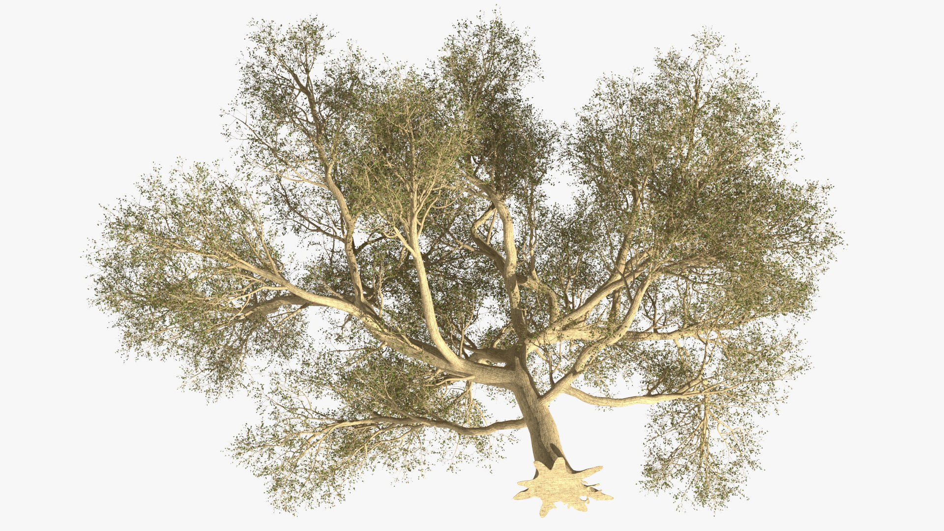 3D Green Tabebuia Avellanedae Tree https://p.turbosquid.com/ts-thumb/mg/ZLjflr/MA/greentabebuiaavellanedaetreevray3dmodel010/jpg/1620092576/1920x1080/fit_q87/5f8b98bb369bc3c981495e4200448f17511c0547/greentabebuiaavellanedaetreevray3dmodel010.jpg