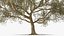 Green Tabebuia Avellanedae Tree