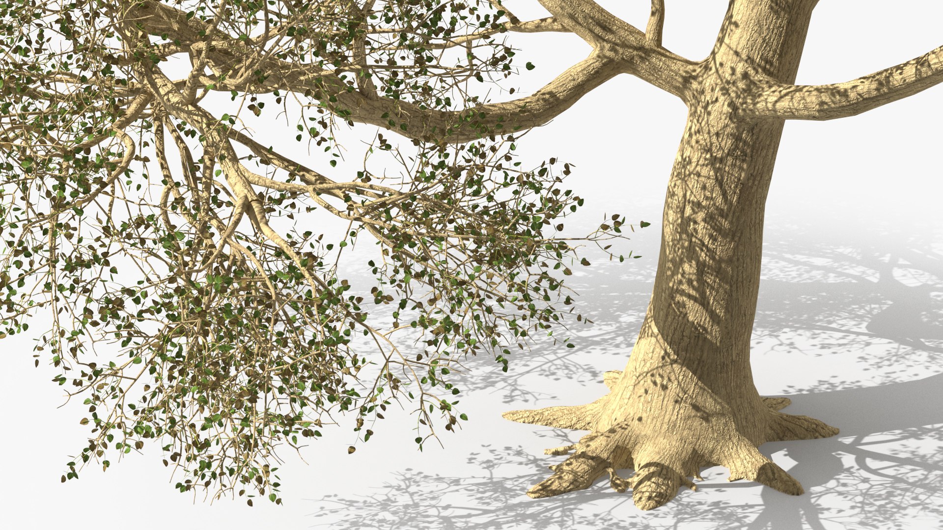 3D Green Tabebuia Avellanedae Tree https://p.turbosquid.com/ts-thumb/mg/ZLjflr/RM/greentabebuiaavellanedaetreevray3dmodel008/jpg/1620092563/1920x1080/fit_q87/4d4a8630b892b3846771c914b1c7b7a7844d34d2/greentabebuiaavellanedaetreevray3dmodel008.jpg