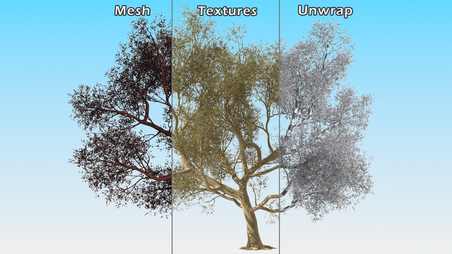 3D Green Tabebuia Avellanedae Tree https://p.turbosquid.com/ts-thumb/mg/ZLjflr/gr/greentabebuiaavellanedaetreevray3dmodel016/jpg/1620092617/1920x1080/fit_q87/f94d1d121267f9b2f4a90beeacbfe6ae30fee4e2/greentabebuiaavellanedaetreevray3dmodel016.jpg