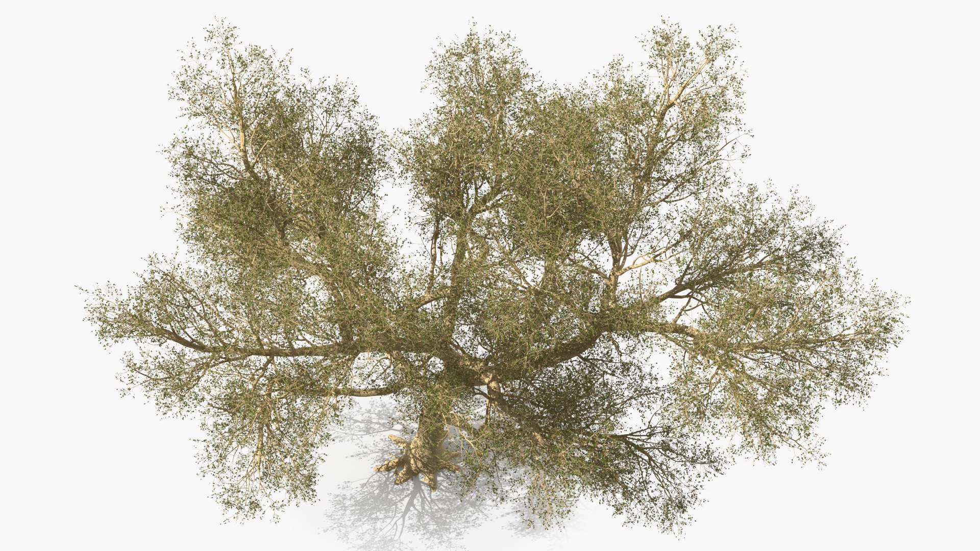 3D Green Tabebuia Avellanedae Tree https://p.turbosquid.com/ts-thumb/mg/ZLjflr/mq/greentabebuiaavellanedaetreevray3dmodel009/jpg/1620092570/1920x1080/fit_q87/e5af188a5baf9928f1d1aef8af1c560c044661a1/greentabebuiaavellanedaetreevray3dmodel009.jpg