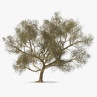 Green Tabebuia Avellanedae Tree
