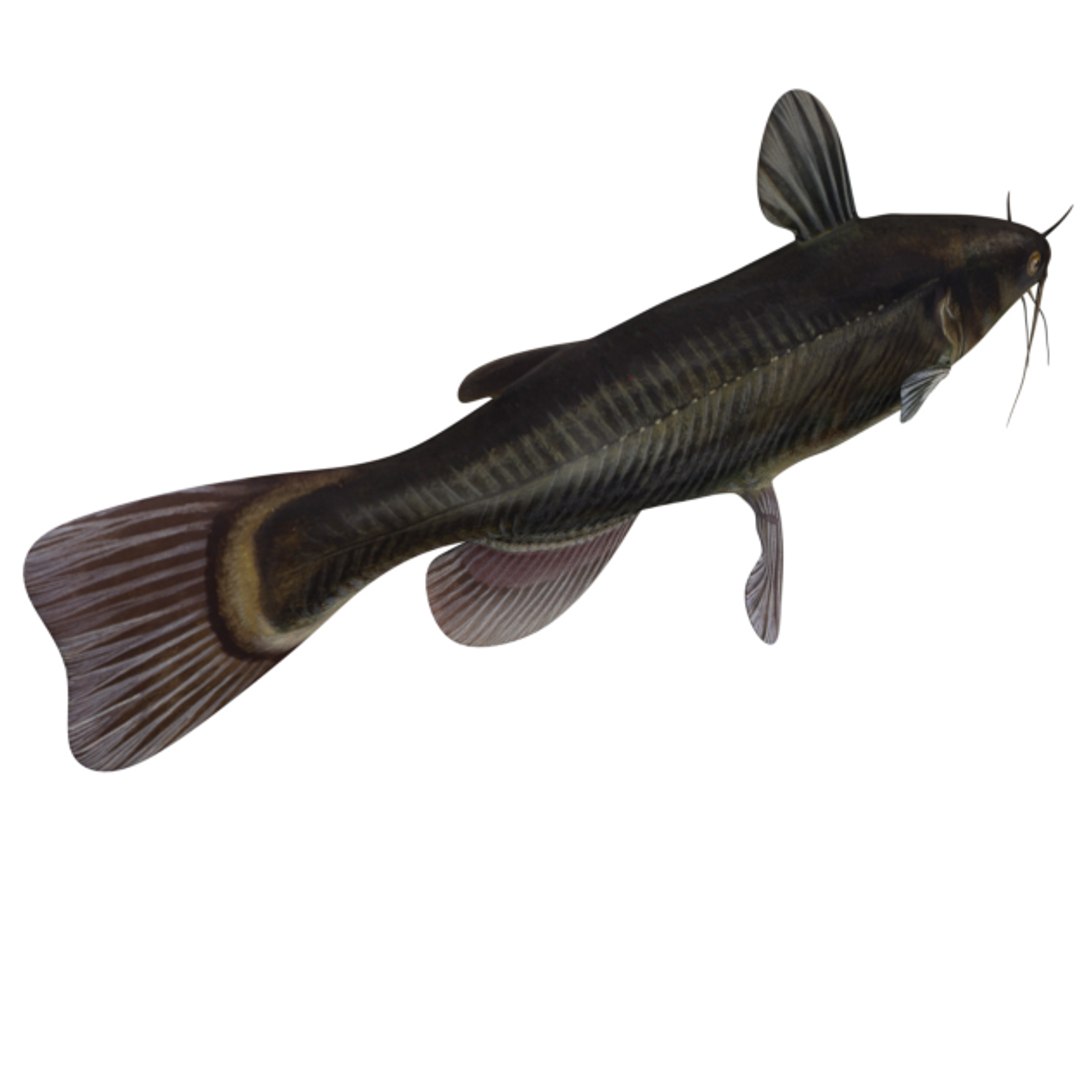 fish cat catfish 3D https://p.turbosquid.com/ts-thumb/mg/cQx9gh/PY914D8f/catfish_realistic_transp/png/1533917178/1920x1080/fit_q87/c1217e887f6a3968df248c4ce575b872af7f46eb/catfish_realistic_transp.jpg