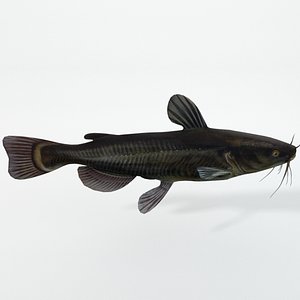 fish cat catfish 3D