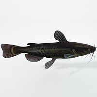 Catfish