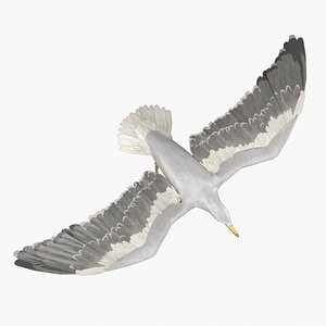 Seagull RIGGED 3D model
