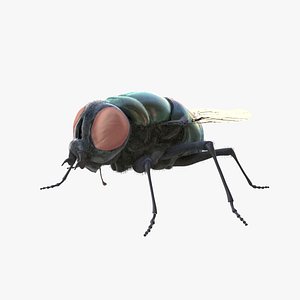 3D housefly model