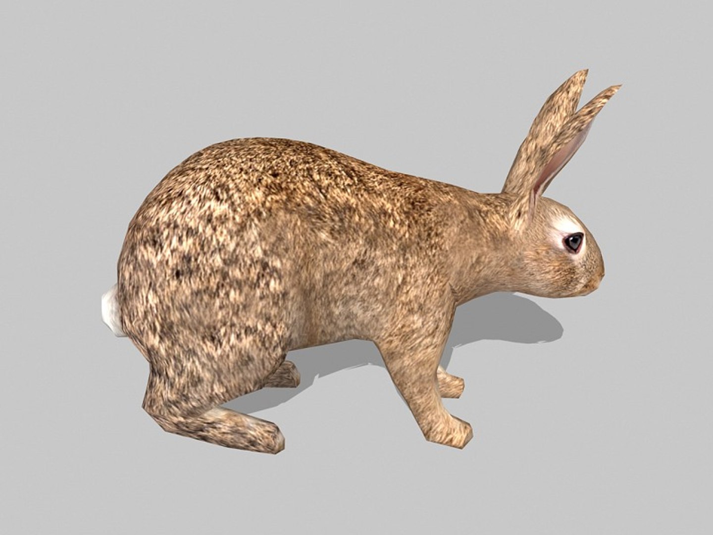 3d Model Rabbit Uv