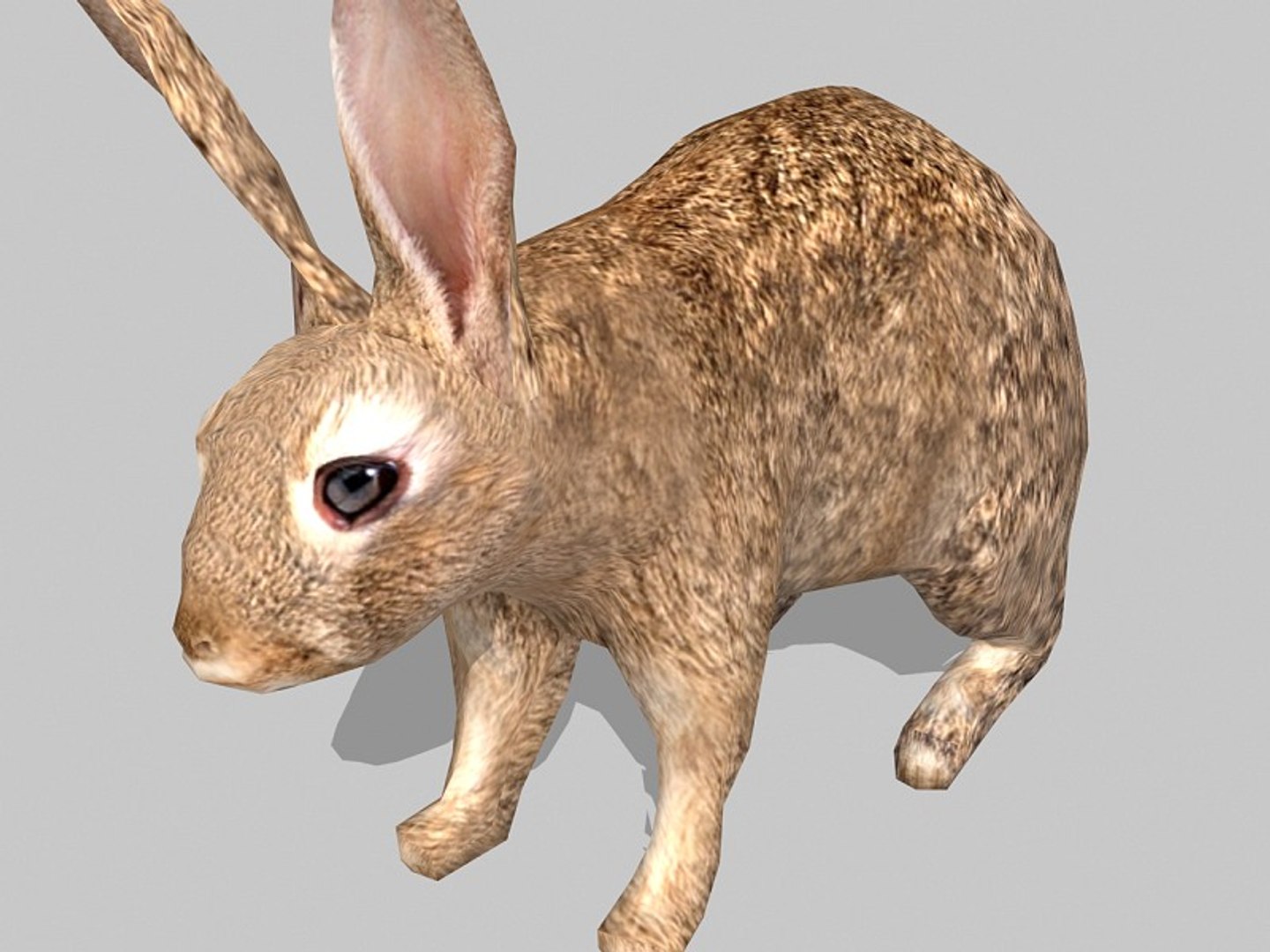 3d Model Rabbit Uv