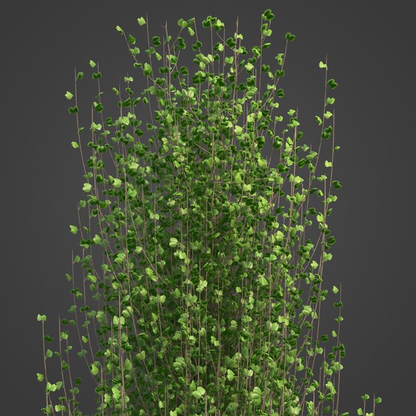 3d 2021 pbr european aspen collection - populus tremula