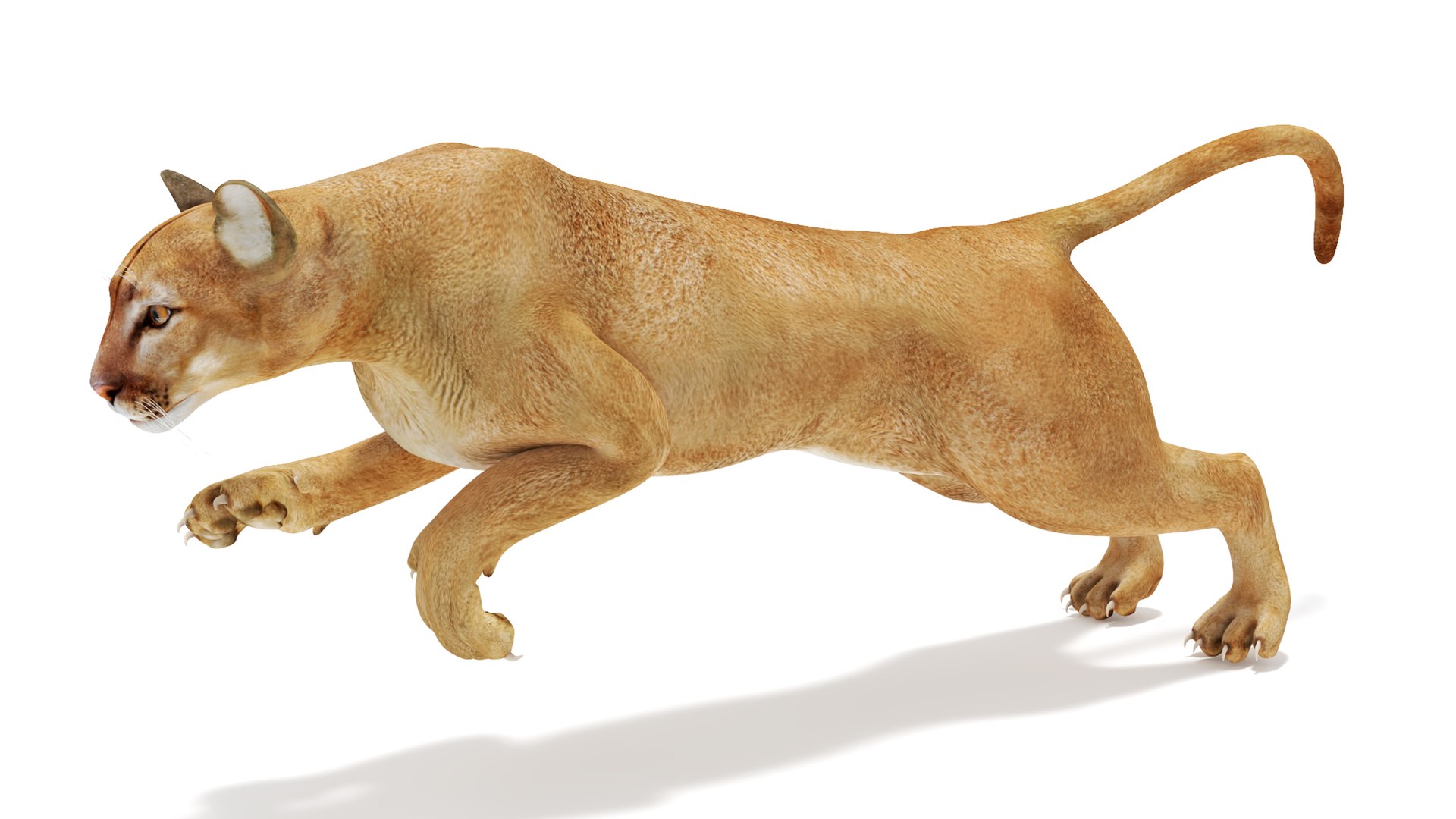 Jumping Puma 3D model preview