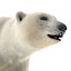 polar bear fur max