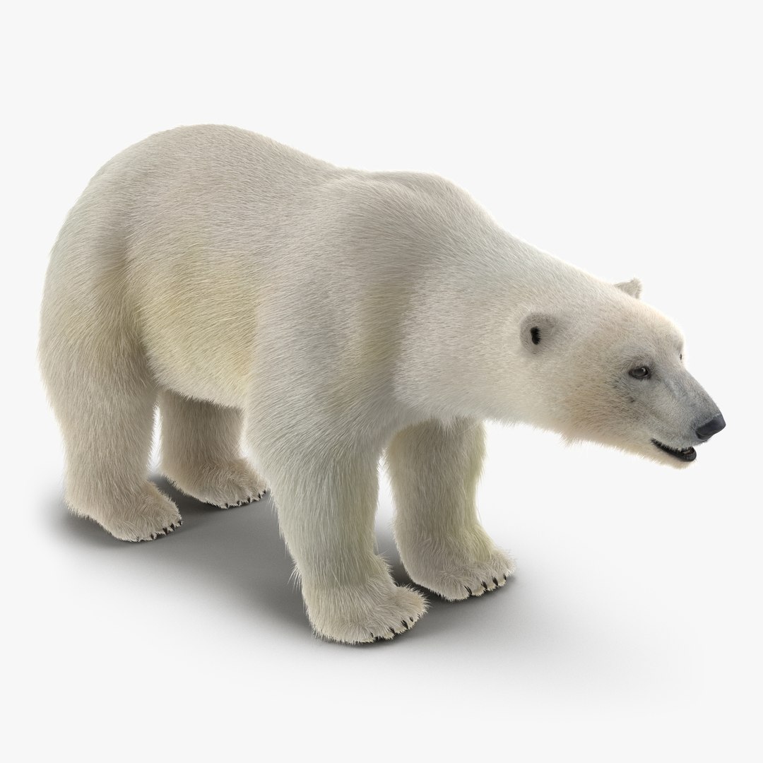Polar Bear with Fur 3D Model 3D model preview