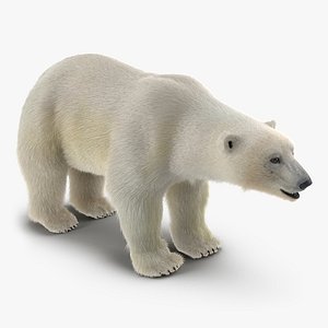 Polar Bear with Fur 3D Model