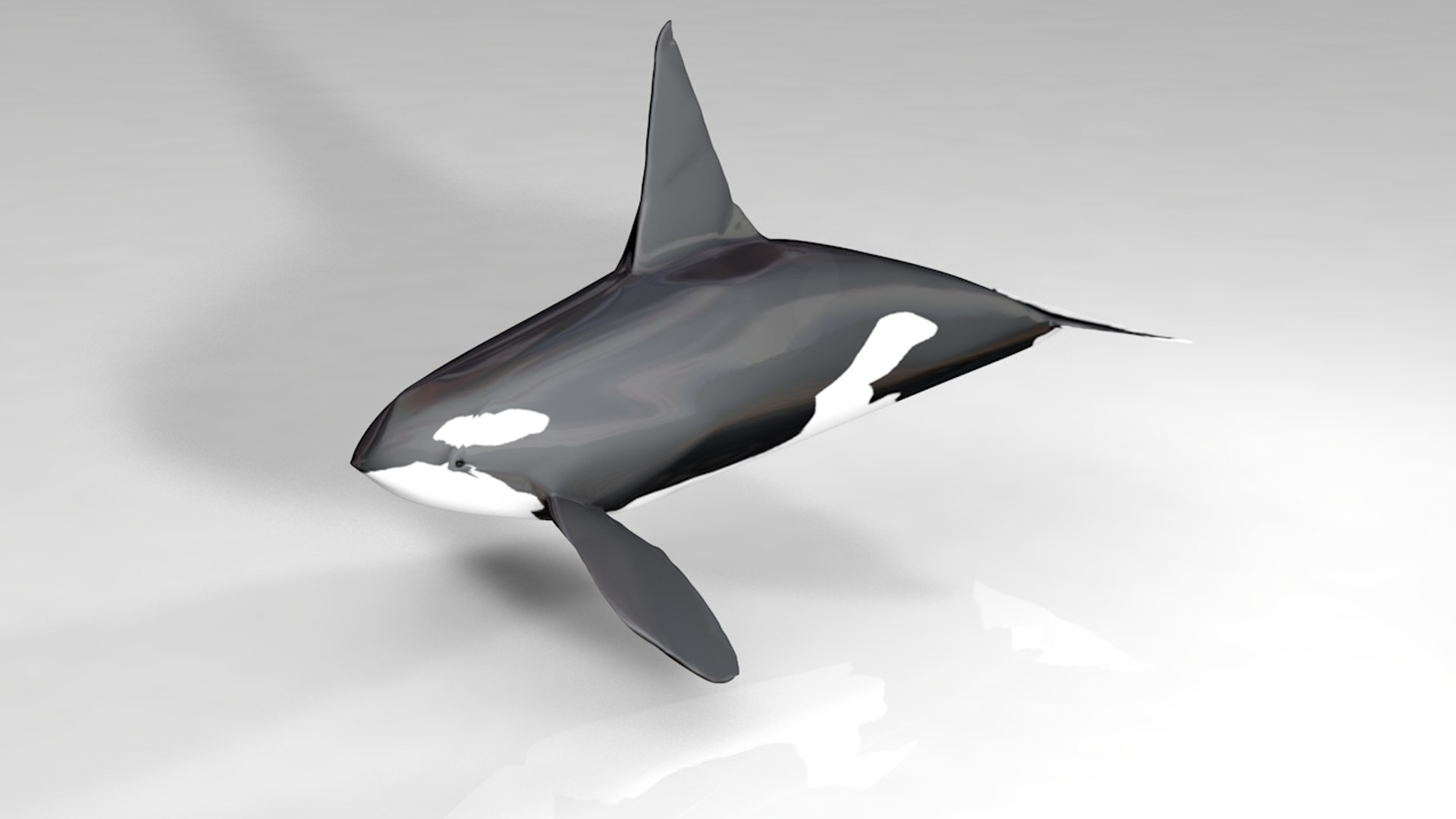 modelo 3d Killer Orca Whale Low Poly - TurboSquid 1367199