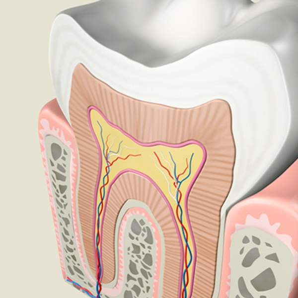 歯の解剖学3Dモデル　TurboSquid　484857