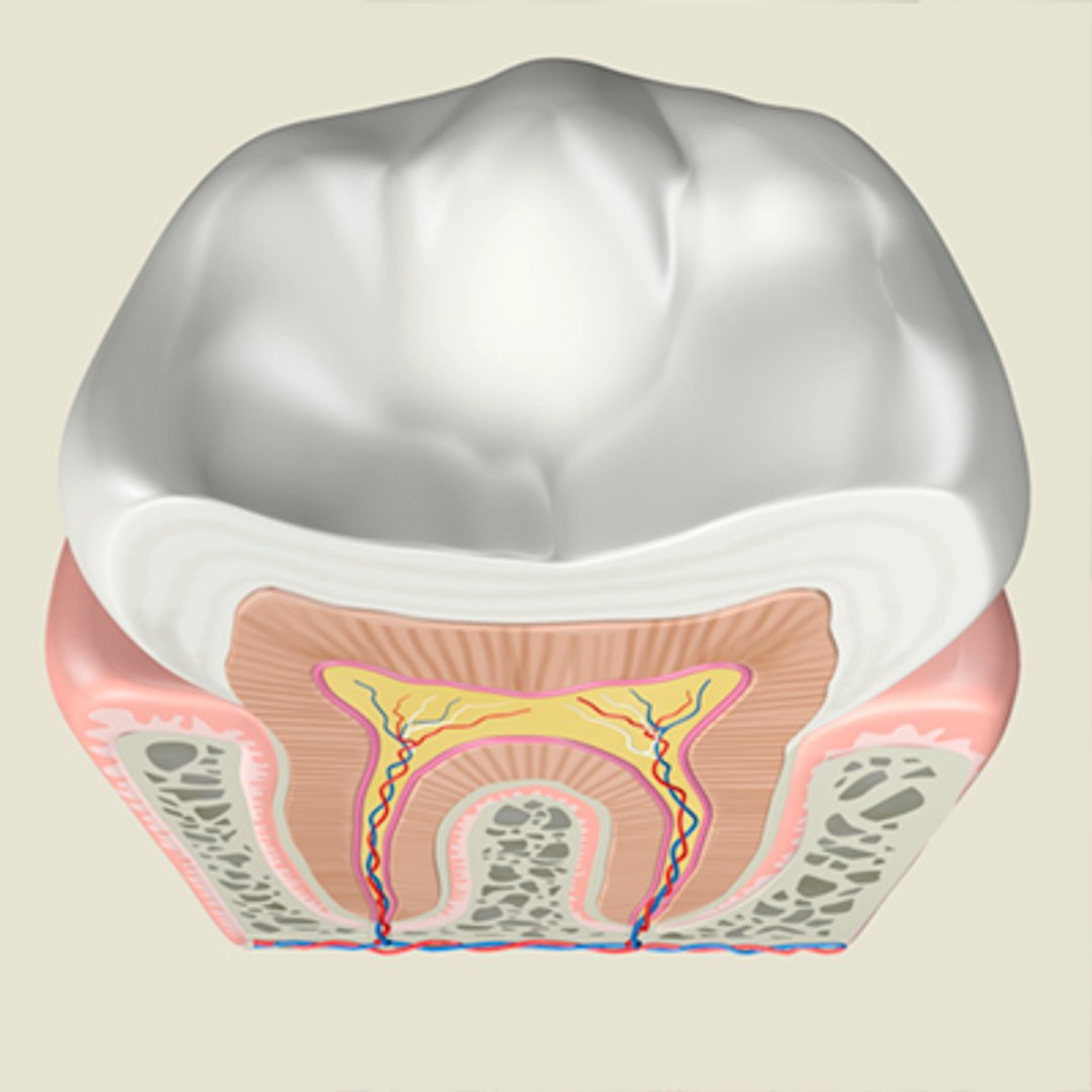 3ds Max Tooth Anatomy