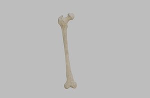 3D Femur
