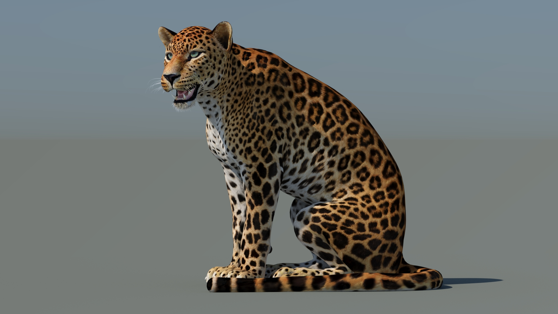3D Model Sri Lankan Leopard Sri Lankan Leopard - TurboSquid 2284080