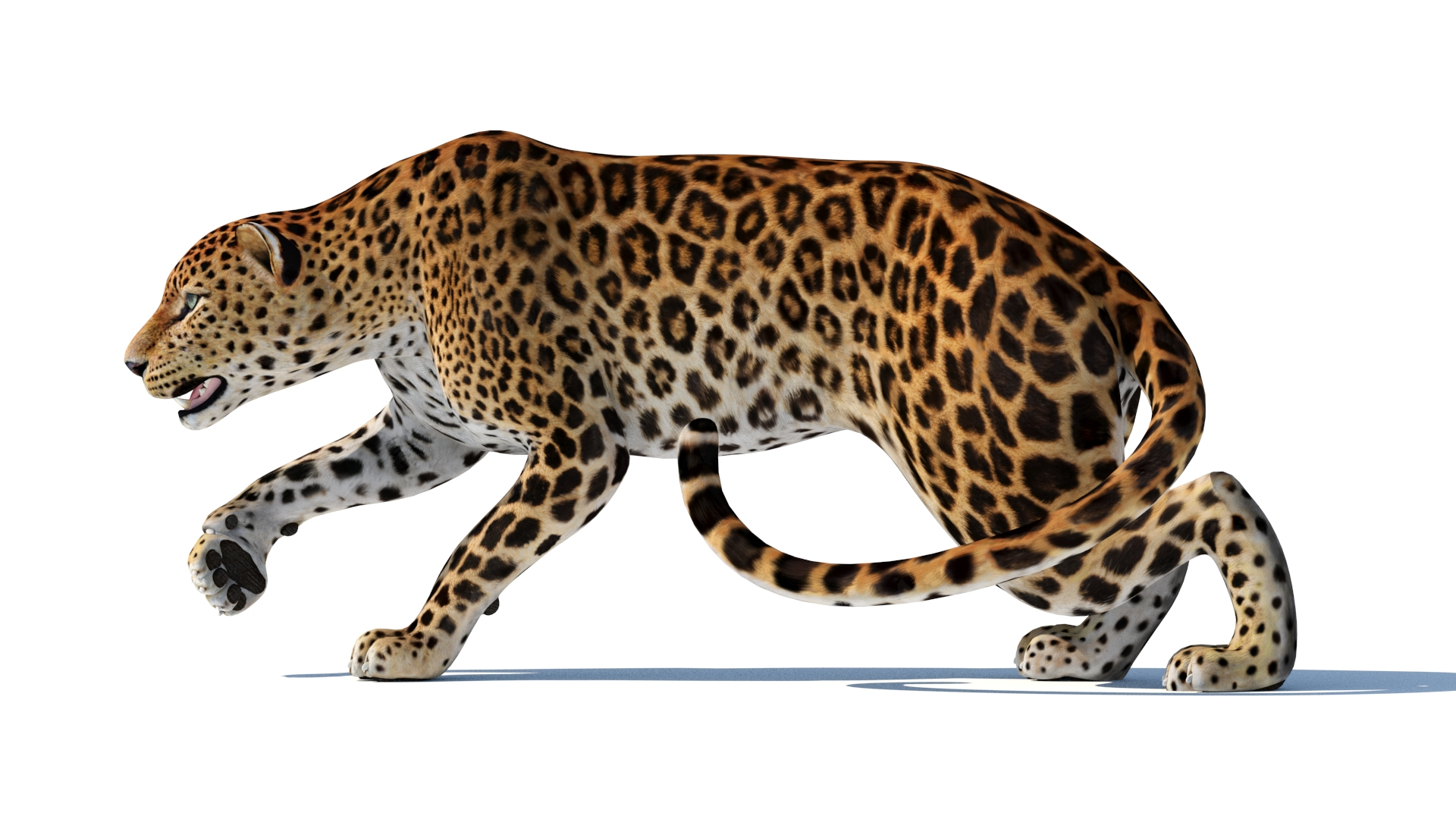 3D Model Sri Lankan Leopard Sri Lankan Leopard - TurboSquid 2284080