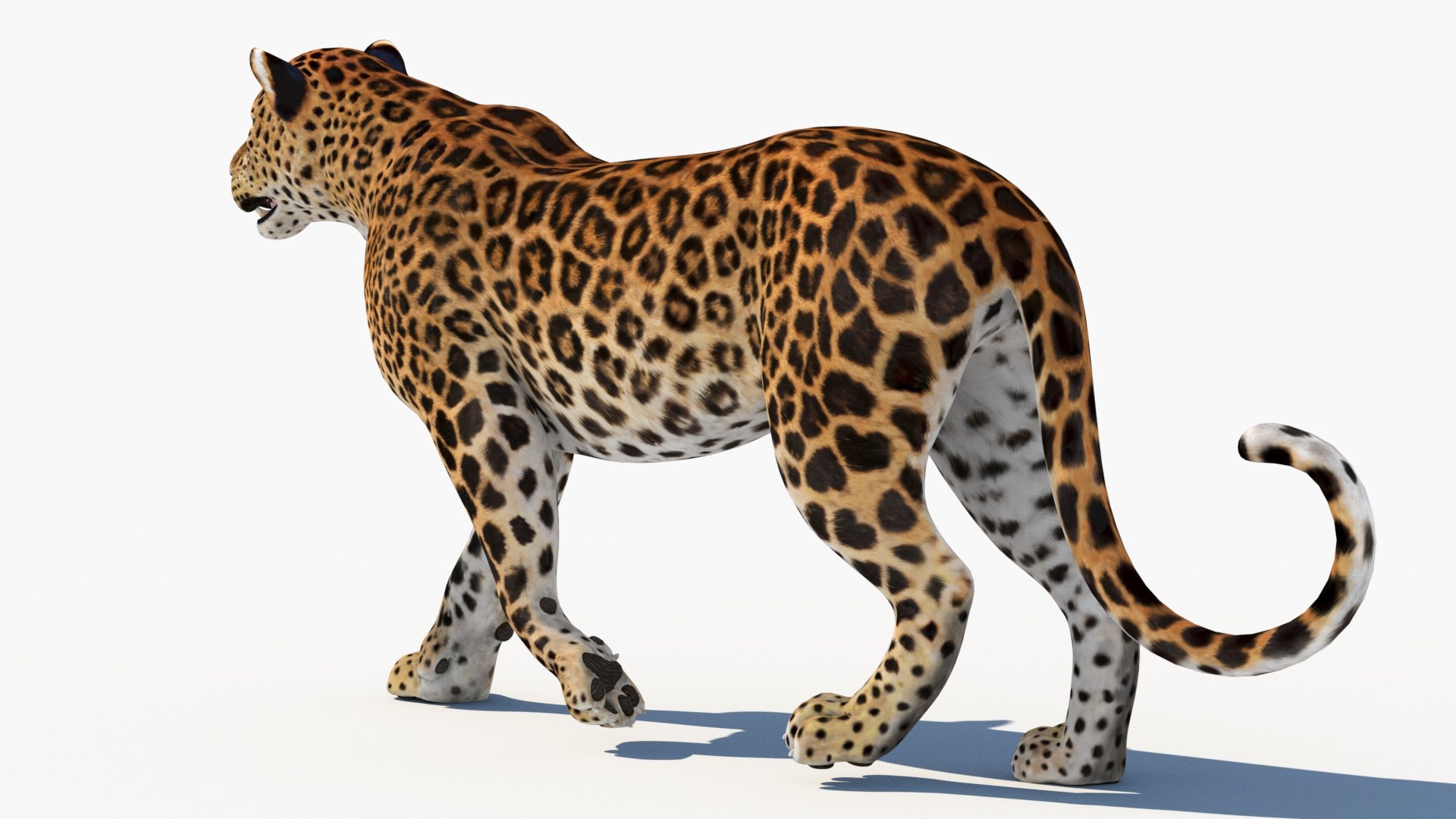 3D Model Sri Lankan Leopard Sri Lankan Leopard - TurboSquid 2284080