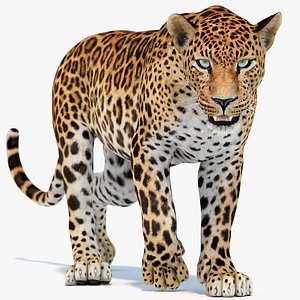 Animated Sri Lankan Leopard