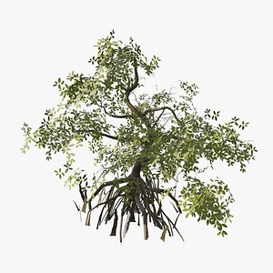 3D model Game-Ready Mangrove Tree Low-Poly