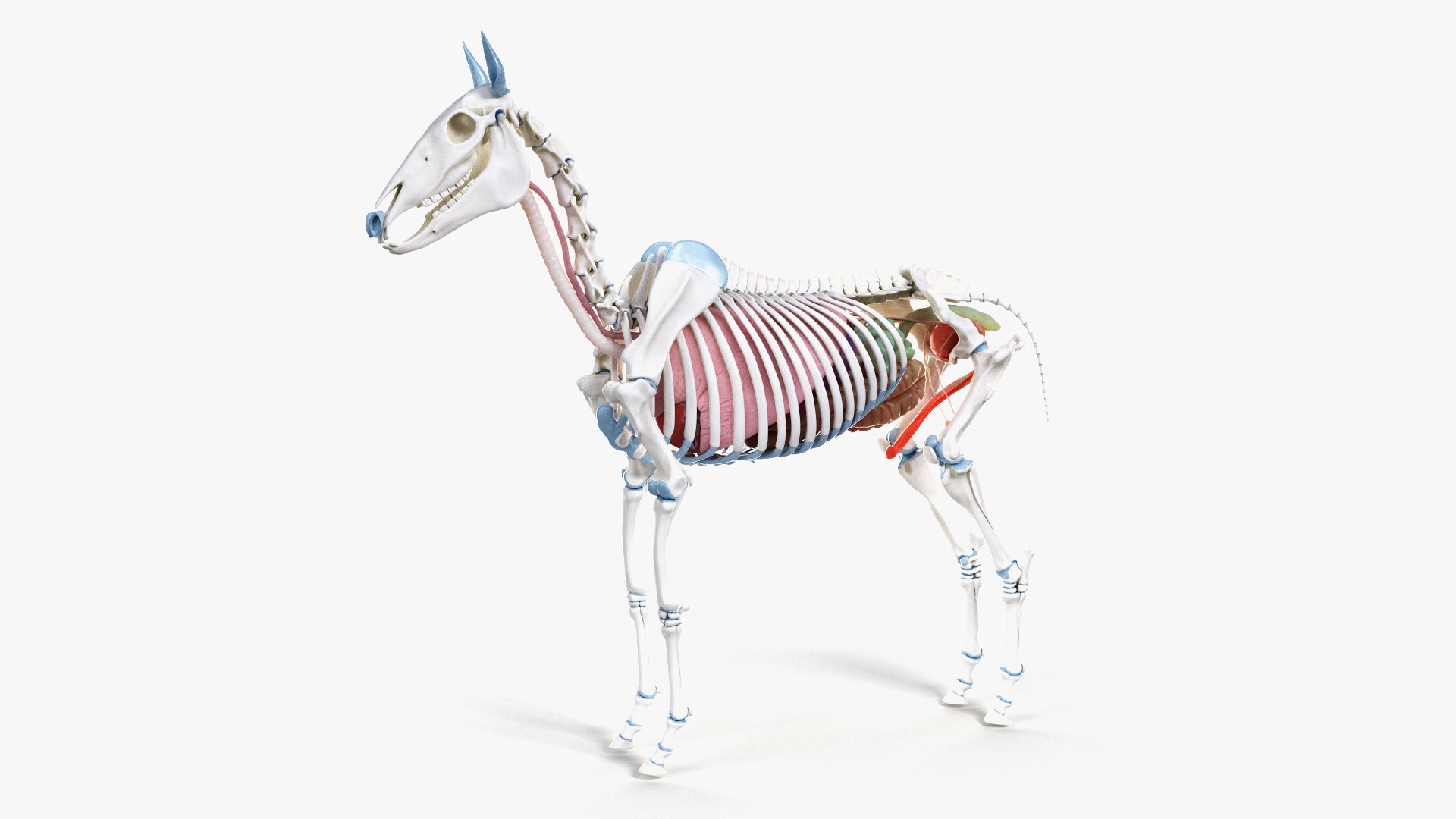 3D skin horse skeleton organs https://p.turbosquid.com/ts-thumb/mh/R1M6kT/IWkhRIGv/ts_horseanatomy_skel_org0003/jpg/1572864198/1920x1080/fit_q87/15ee812eb33645d338e009e0ebe419d63e7fd30d/ts_horseanatomy_skel_org0003.jpg