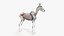 Peau de cheval, squelette et organes animés