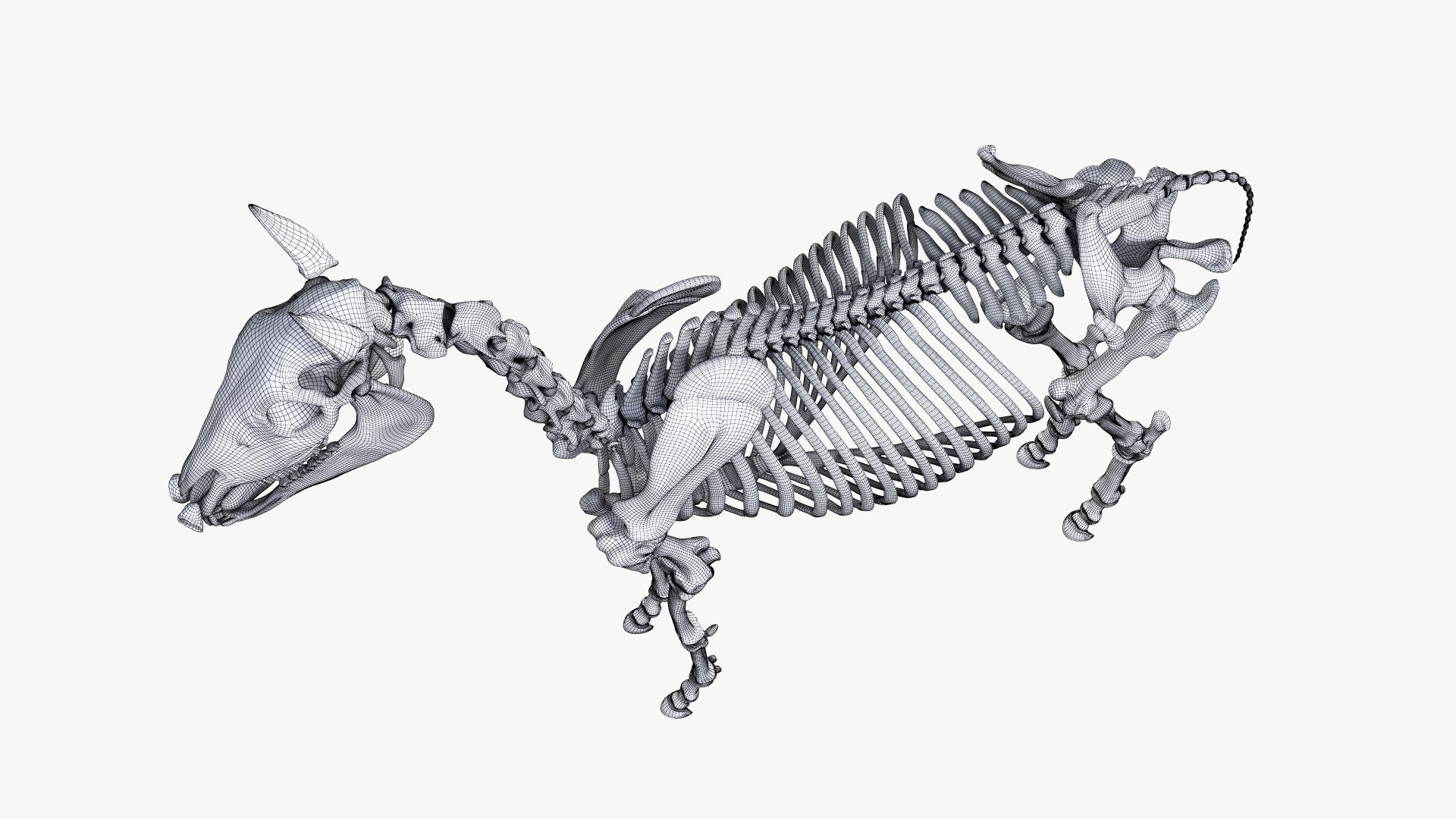 3D skin horse skeleton organs https://p.turbosquid.com/ts-thumb/mh/R1M6kT/cviWmhJe/ts_horseanatomy_skeleton_wire0004/jpg/1572864261/1920x1080/fit_q87/d718c95befb24329c9978a58ba268949802718e8/ts_horseanatomy_skeleton_wire0004.jpg