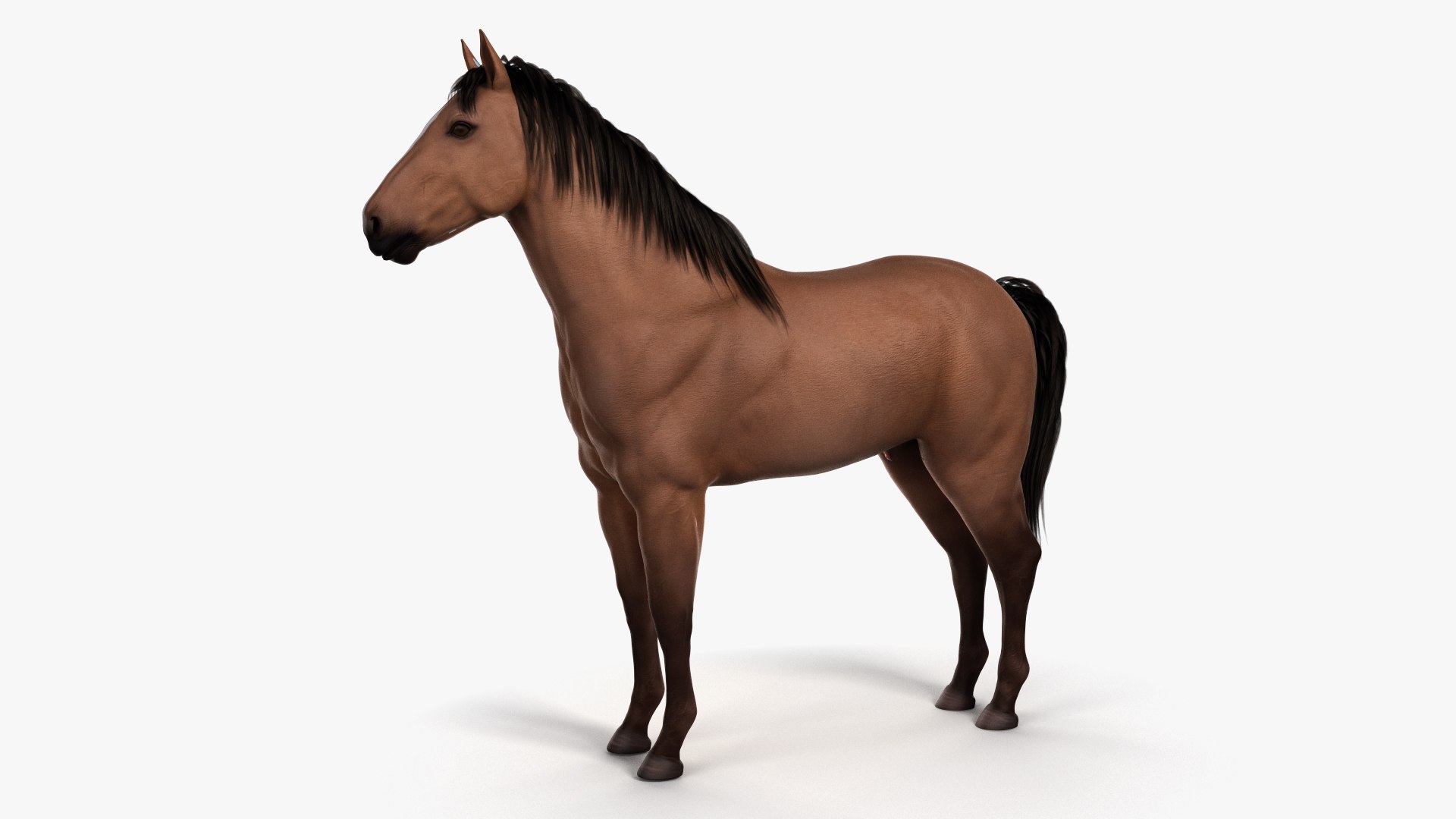 3D skin horse skeleton organs https://p.turbosquid.com/ts-thumb/mh/R1M6kT/dstVyCr4/ts_horseanatomy_body0003/jpg/1572864096/1920x1080/fit_q87/ea91fde6e66c5be9d6f0fdb73230704d8cd36000/ts_horseanatomy_body0003.jpg