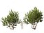 Pistacia lentiscus - Mastice