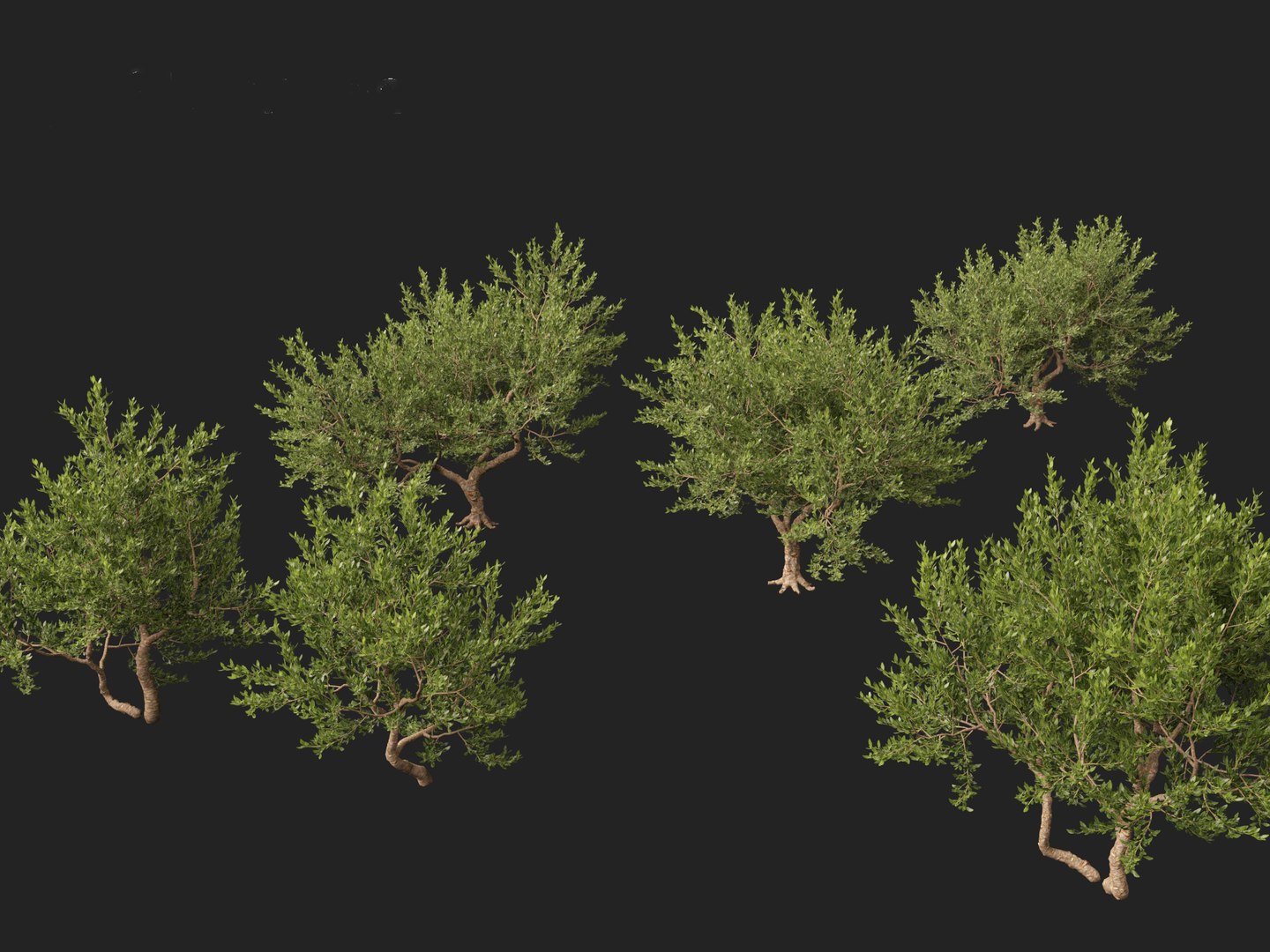 Pistacia lentiscus - Mastic 3D model https://p.turbosquid.com/ts-thumb/mh/SL0Zyw/Hn/pistacialentiscus0110/jpg/1711685395/1920x1080/fit_q87/c442a451e1767a3b3e3afc3540a7d117f10621c5/pistacialentiscus0110.jpg