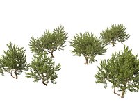 Pistacia lentiscus - Mastic
