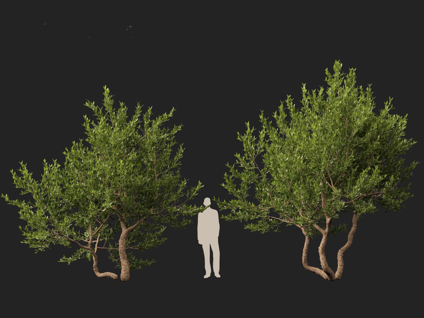 Pistacia lentiscus - Mastic 3D model https://p.turbosquid.com/ts-thumb/mh/SL0Zyw/Mi/pistacialentiscus018/jpg/1711685393/1920x1080/fit_q87/f00591800e9c54a31593e90a14bd1be0d6ec7fc4/pistacialentiscus018.jpg