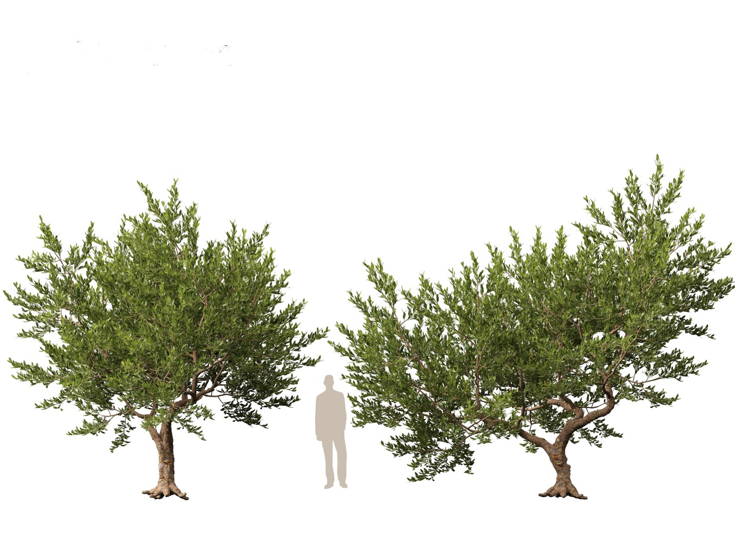 Pistacia lentiscus - Mastic 3D model https://p.turbosquid.com/ts-thumb/mh/SL0Zyw/cq/pistacialentiscus013/jpg/1711685387/1920x1080/fit_q87/d8c0267576948dc59ab1c1785fab4f2c3b25f4c4/pistacialentiscus013.jpg