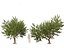 Pistacia lentiscus - Mastice