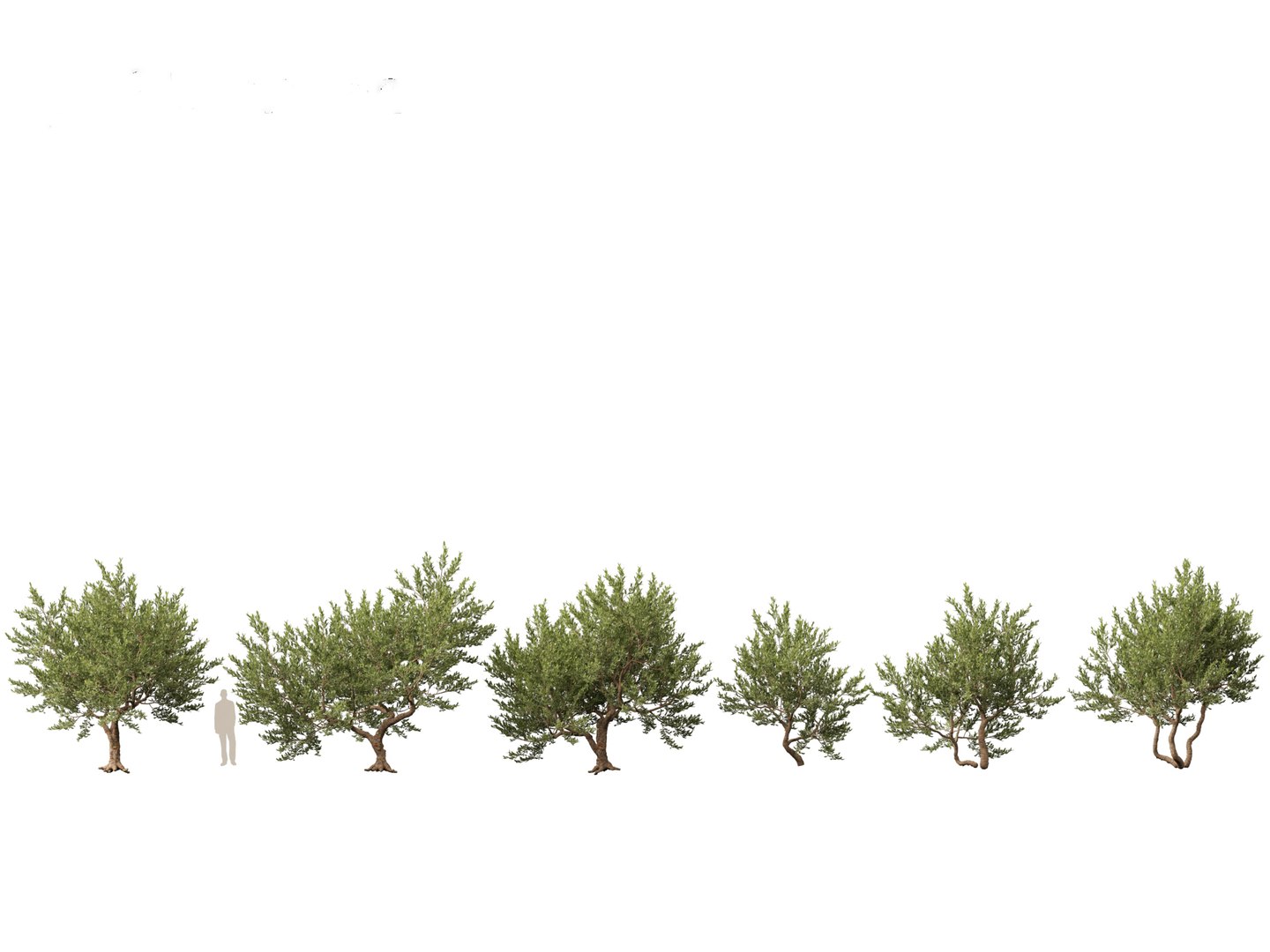 Pistacia lentiscus - Mastic 3D model https://p.turbosquid.com/ts-thumb/mh/SL0Zyw/d8/pistacialentiscus011/jpg/1711685382/1920x1080/fit_q87/5169e72bdc19f4cbfd8fca5fab6b32c55d443169/pistacialentiscus011.jpg