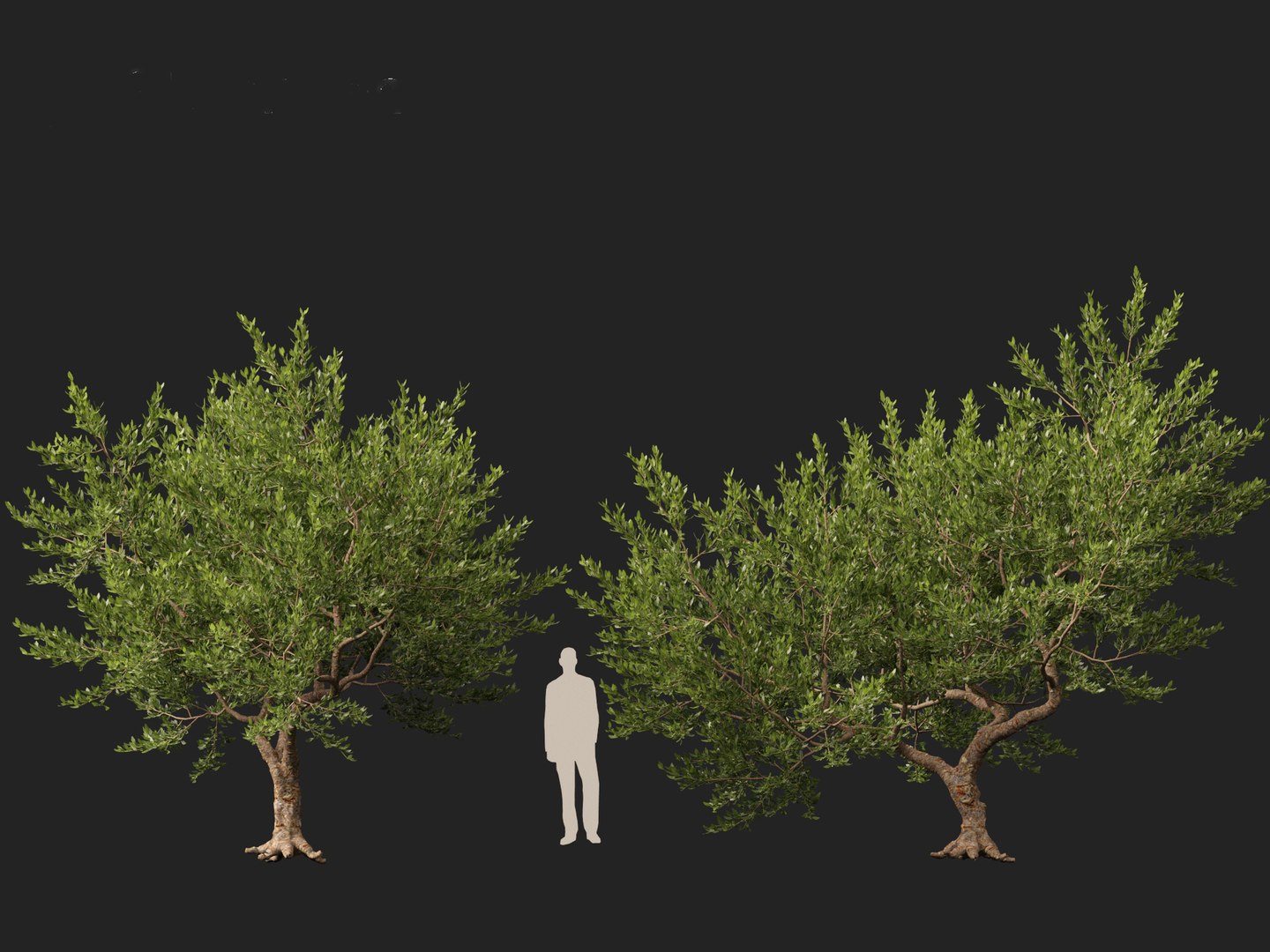 Pistacia lentiscus - Mastic 3D model https://p.turbosquid.com/ts-thumb/mh/SL0Zyw/hc/pistacialentiscus014/jpg/1711685389/1920x1080/fit_q87/604e7788963114e8cfc1a1b8dbe5a831f59e801f/pistacialentiscus014.jpg